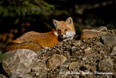Red Fox Picture