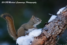 Red Squirrel Picture