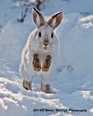 Snowshoe Hare Picture