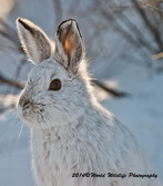 Snowshoe Hare Picture