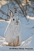 Snowshoe Hare Picture