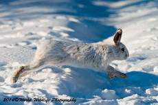 Snowshoe Hare Picture