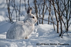 Snowshoe Hare Picture