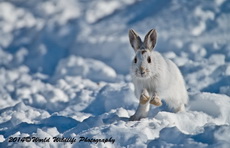 Snowshoe Hare Picture
