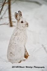 Snowshoe Hare Picture