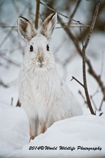 Snowshoe Hare Picture