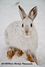 Snowshoe Hare Picture