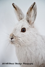 Snowshoe Hare Picture