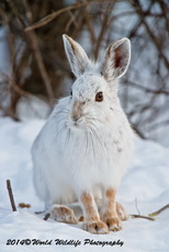 Snowshoe Hare Picture