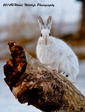 Snowshoe Hare Picture