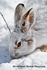 Snowshoe Hare Picture