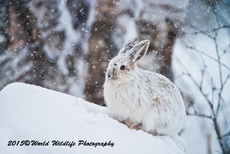 Snowshoe Hare Picture
