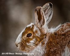 Snowshoe Hare Picture