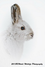 Snowshoe Hare Picture