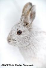 Snowshoe Hare Picture