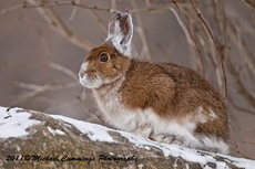 Snowshoe Hare Picture