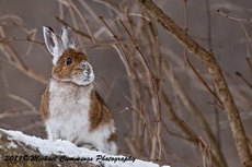 Snowshoe Hare Picture