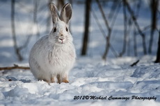 Snowshoe Hare Picture