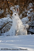 Snowshoe Hare Picture