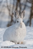 Snowshoe Hare Picture