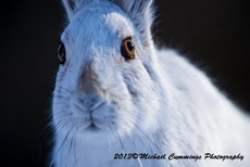 Snowshoe Hare Picture