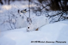 Snowshoe Hare Picture