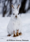 Snowshoe Hare Picture