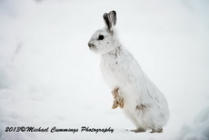 Snowshoe Hare Picture