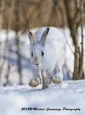 Snowshoe Hare Picture