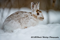 Snowshoe Hare Picture
