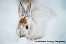 Snowshoe Hare Picture