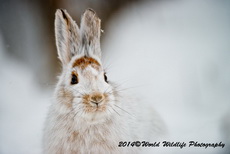 Snowshoe Hare Picture