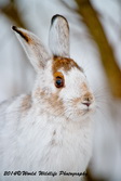Snowshoe Hare Picture