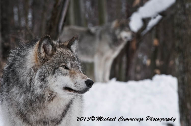 timberwolf