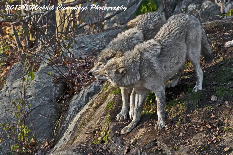 timberwolf