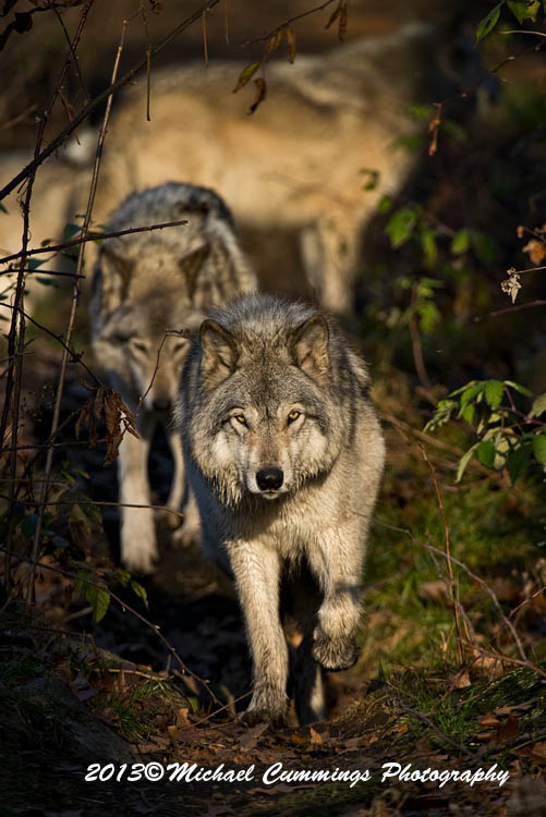 timberwolf