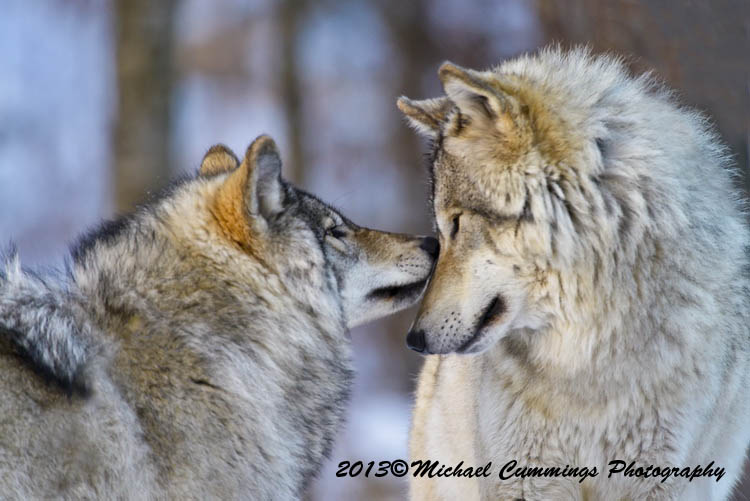timberwolf