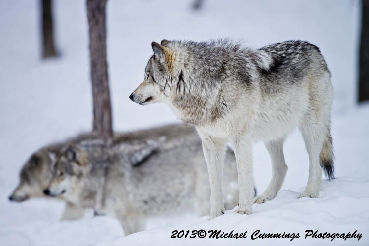timberwolf