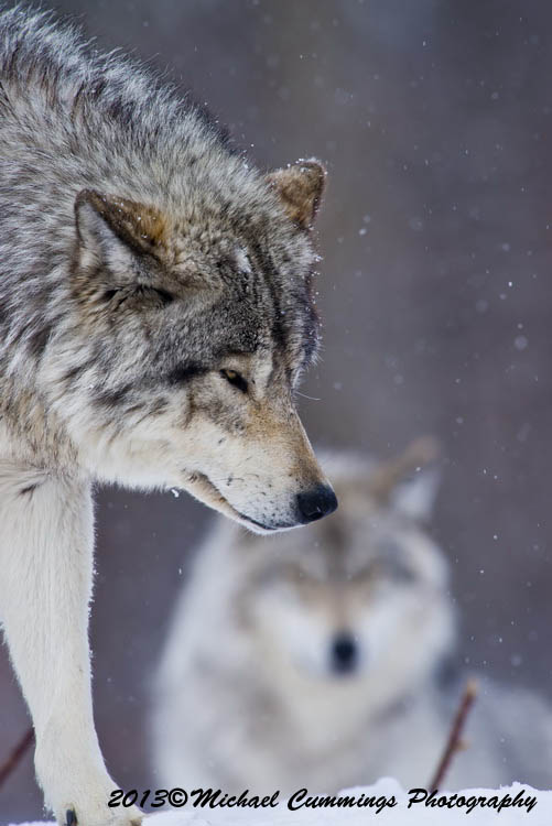 timberwolf