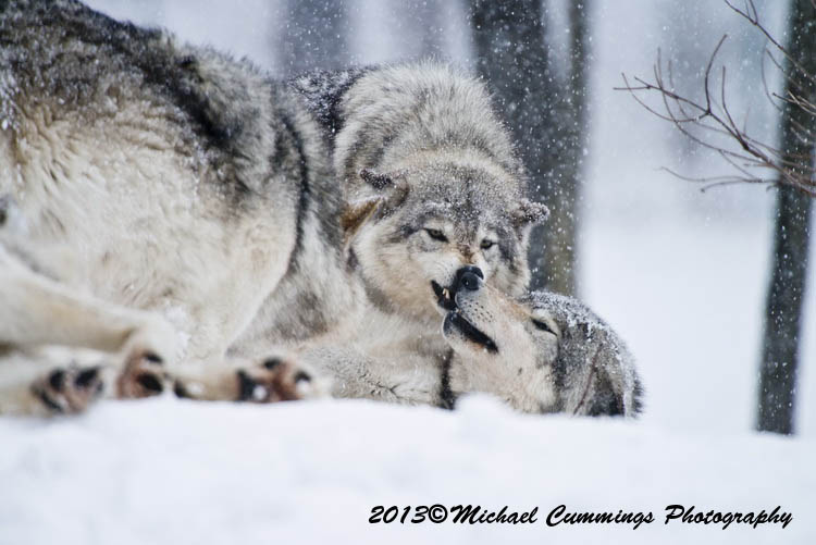 timberwolf