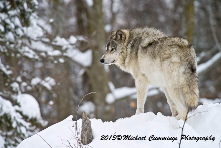 timberwolf