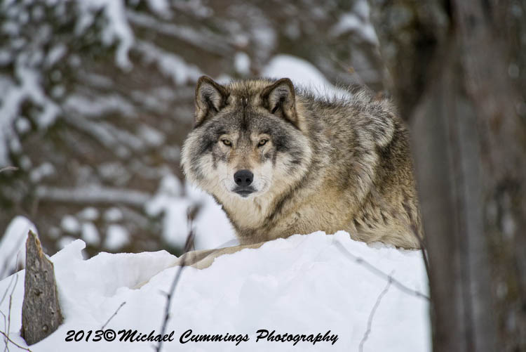 timberwolf