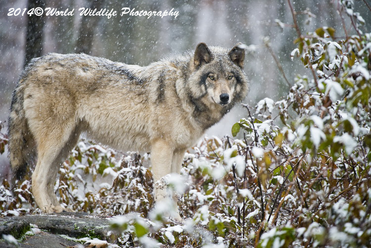 timberwolf