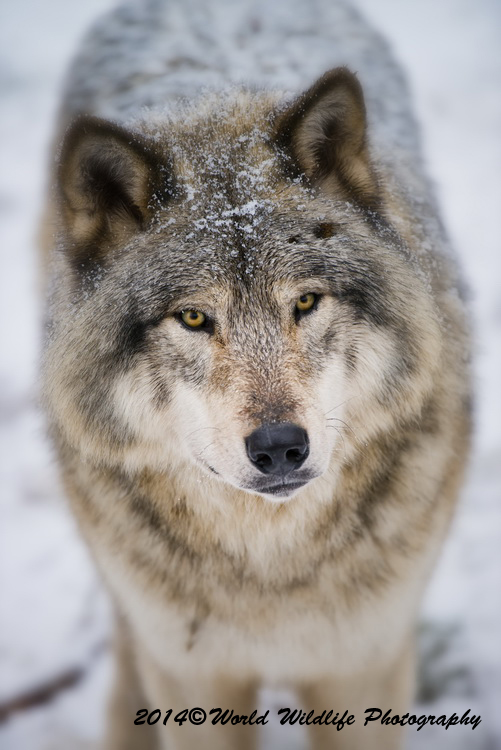 timberwolf