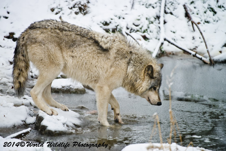 timberwolf