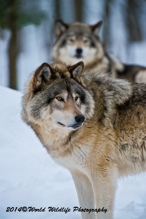 timberwolf
