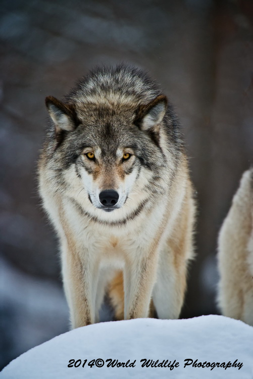 timberwolf
