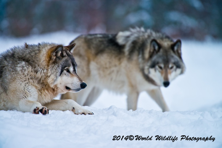 timberwolf