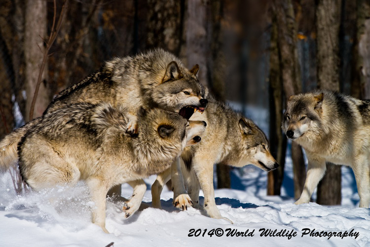 timberwolf