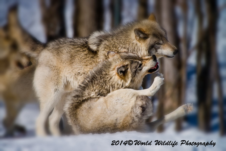 timberwolf